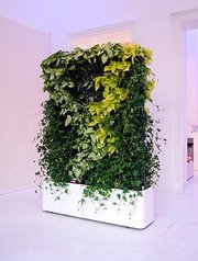 Вертикальное Озеленение,  Озеленение Интерьера от 50000 рублей м2 - foto 4